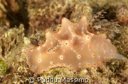 lembeh strait,nikon d2x 60mm macro by Puddu Massimo 